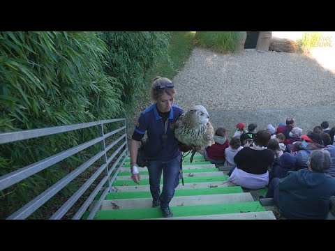 Premier spectacle d'un des trois hiboux grand duc. Hors série - Ep 4