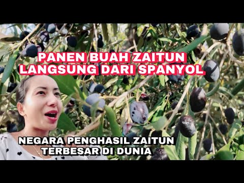 Video: Zaitun Eropah