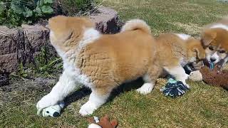 More fun w/ Japanese Akita Inu Puppies @ Park in Fairbanks ALASKA! www.ArcticAkitas.com 907-978-3158