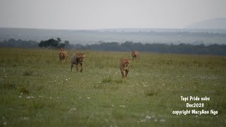 6 Male subs of Topi Pride, mini-Osapuks, Sala’s Boys offspring, Maasai Mara lions