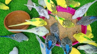 My Budgie's New Set Up!! | Colony Changes & Morning Diet Treat