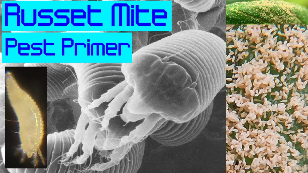 Russet Mite Pest Primer YouTube