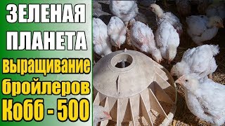 Выращивание бройлеров Кобб - 500 / День 20 / Затраты на содержание бройлеров