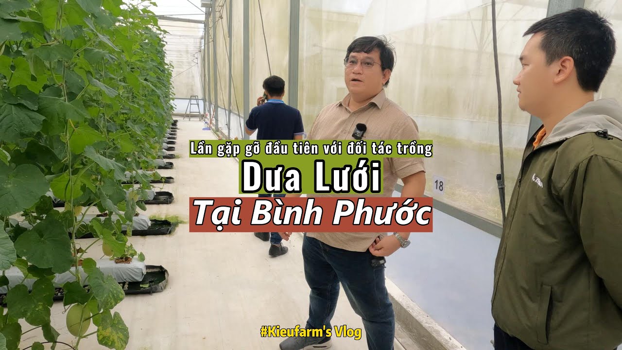 Review nhà vườn dưa lưới tại Bình Phước | Ninh Nguyễn Official