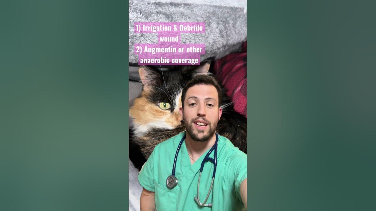 Pasteurella, Bartonella or Staph infection… YouTube