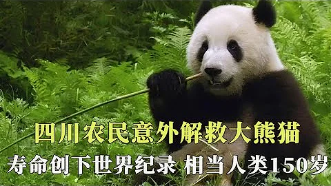 四川农民意外救下野生熊猫，寿命创世界纪录，史上最传奇的熊猫！【西风探瘦马】 - 天天要闻