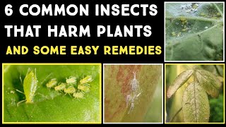 6 Common Insects That Are Harmful To Plants | Simple Pest Remedies | Nandanam Exotics | By Nirmal screenshot 5