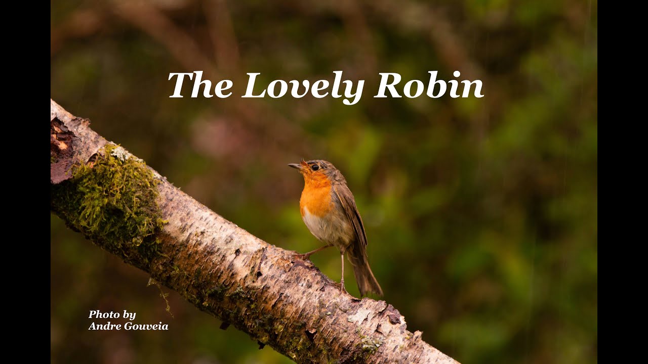 Lovely Robi The Lovely Robin - YouTube