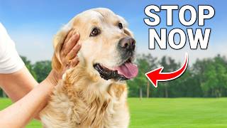 3 Mistakes That Are Ruining Your Dog's Trust in You