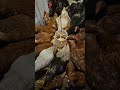 My Chickens' Reaction to Food After 24 Hours #farmlife #satisfying #shorts
