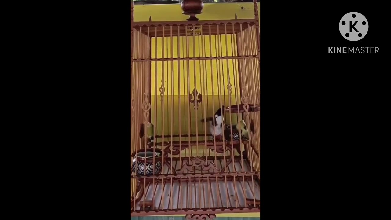 #นกกรงหัวจุก #ลากหวายพิเศษ ช่องไฟสวย ร้องเพราะ สอนลูกนกดีมากๆครับ Extremely skill teach baby birds