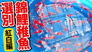【錦鯉】紅白選別 Japan Nisikikoi shiotaFishFarm