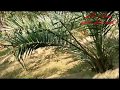 سويعات الاصيل ارشيف طاهر العلي 