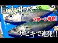 あれをするだけで巨大サバが陸からサビキで連発!簡単にサビキで釣れるパターンを発見!食ったら凄すぎた
