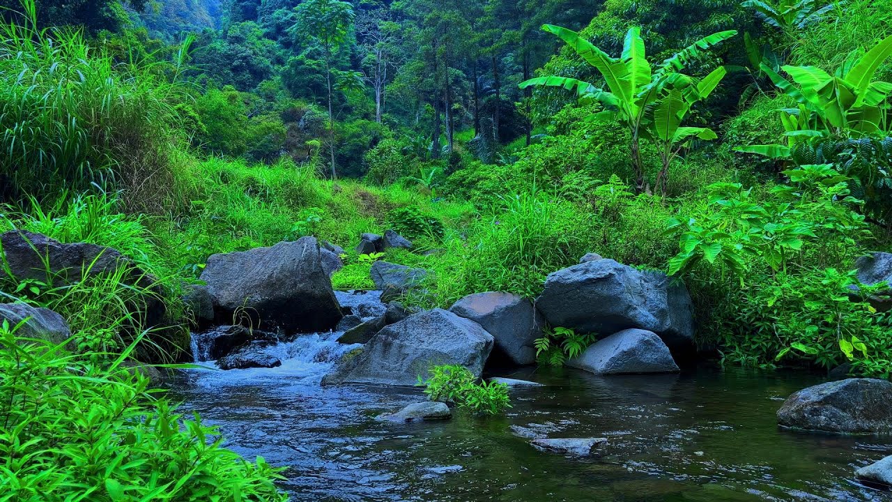 Mountain Stream Nature Sounds | River Flowing, Forest Relaxation Ambience, Tranquil Water Sounds