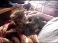 Luise, Kitten, orphaned