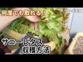 【ベランダ菜園】長期間収穫を楽しめるサニーレタスの収穫方法【リーフレタス】