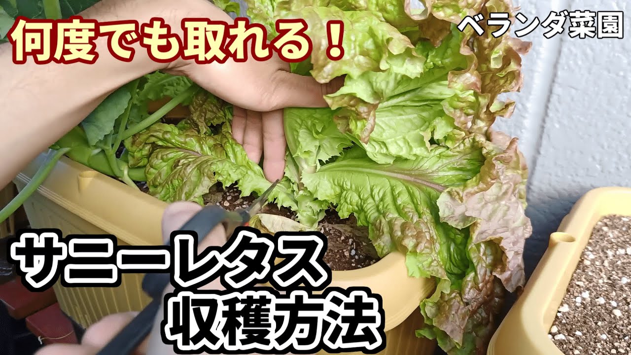 ベランダ菜園 長期間収穫を楽しめるサニーレタスの収穫方法 リーフレタス Youtube