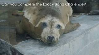 Cornish Seal Sanctuary Laccy Band Challenge