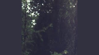 Tranquil Echo Whisper