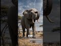 The strange elephant ever