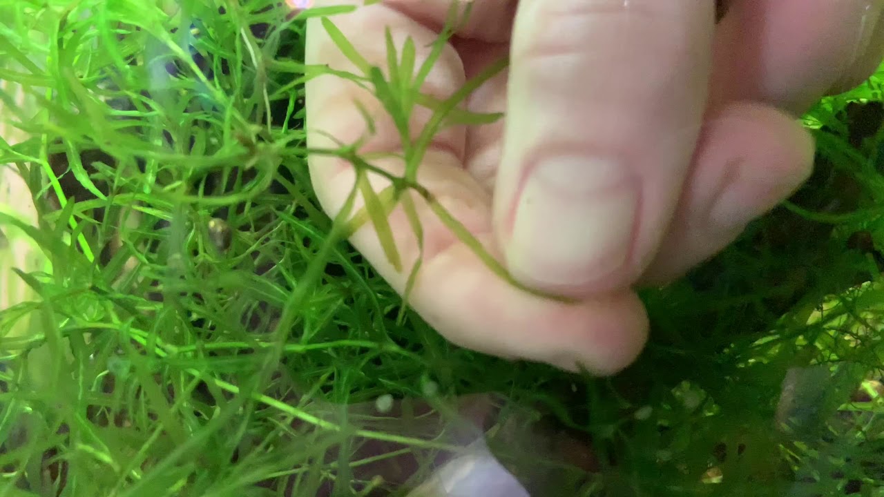 How to collect Cory cat eggs!!