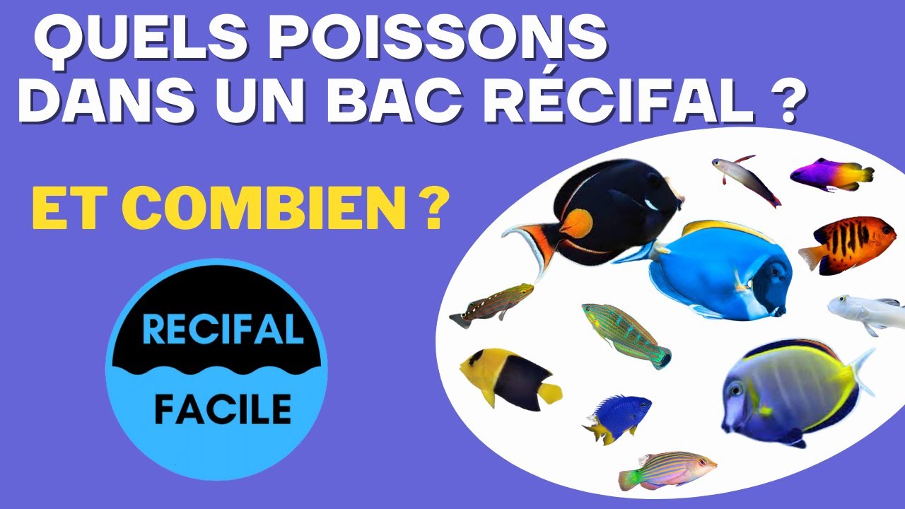 POISSONS RECIFAUX