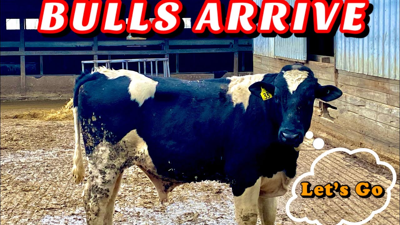 День из жизни молочного фермера из Мичигана