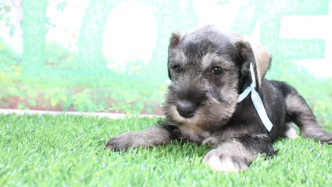 Coo&RIKU No602135 Mシュナウザー - YouTube