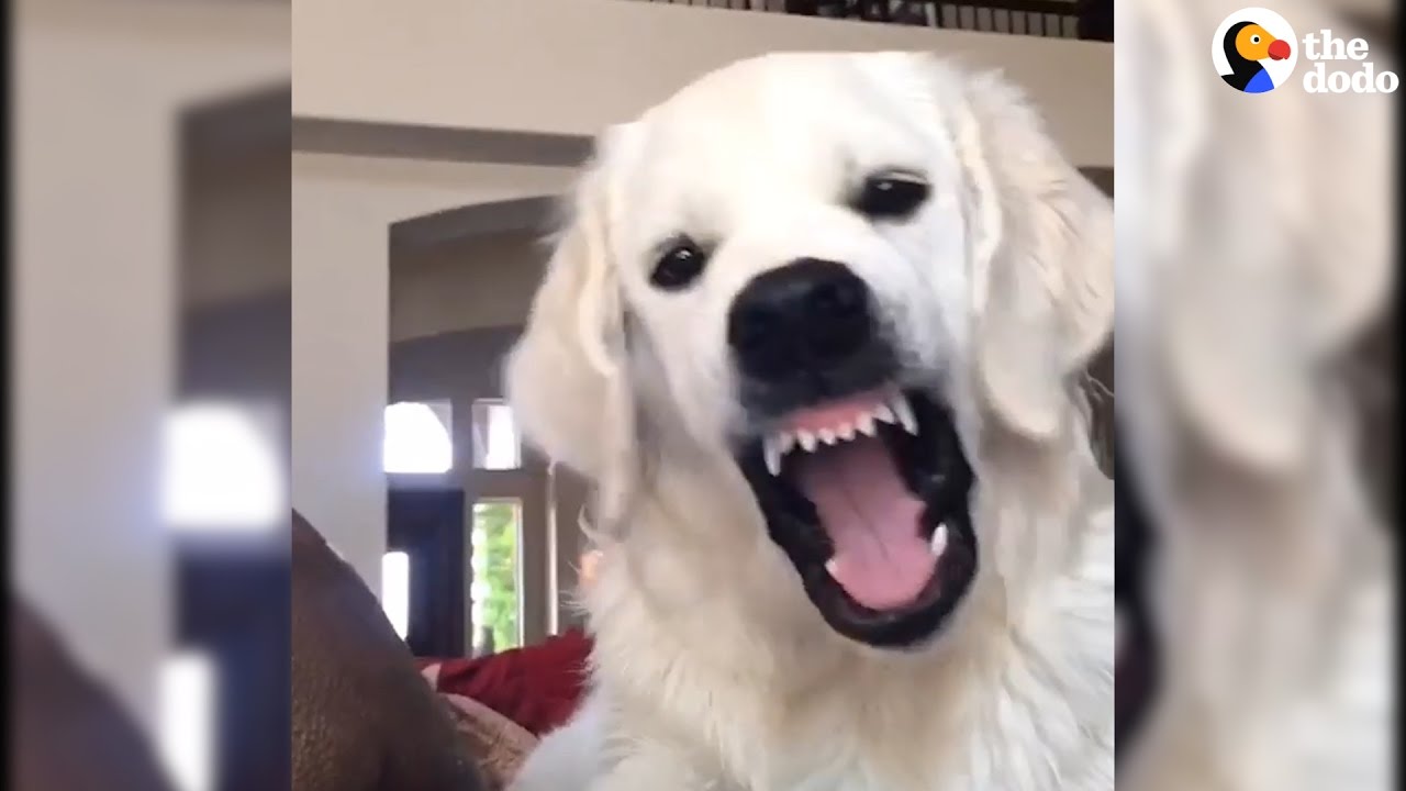 Golden Retriever Makes The Funniest Faces Youtube