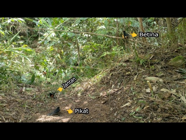 LANGSUNG POIN 2 EKOR MURAI BATU HUTAN || MIKAT DI PINGGIR JALAN LAGI class=