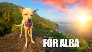 Dog's Unite At Sunrise For Alba The Thai Street Dog