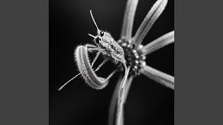 Sky Wrapped in Forgotten Names