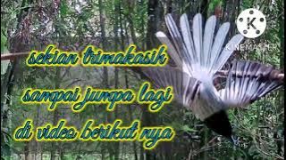 mikat di hutan menggunakan mp3 burung ribut bunus burung cantik