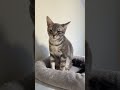 最後の鳴き声聞いて