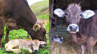 It Finally Happened Brown Swiss Twin Gives Birth