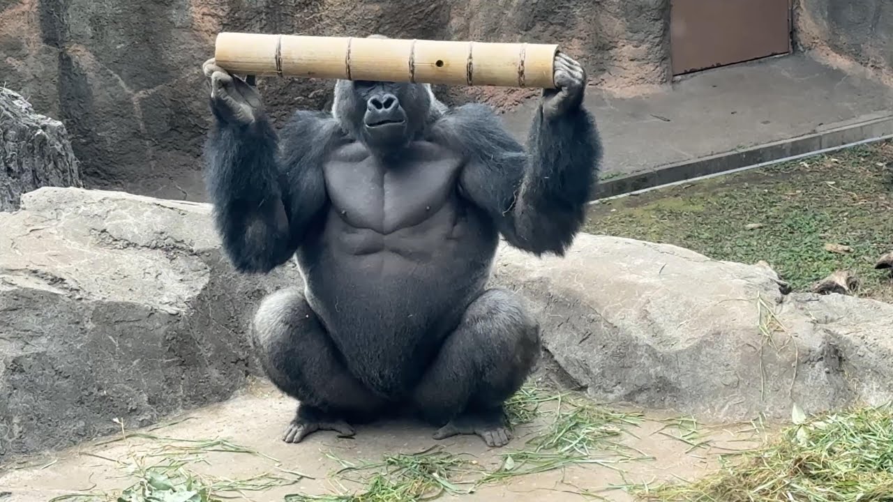 ムキムキマッチョなゲンタロウくん【‎2026年1月28日‎】【上野動物園