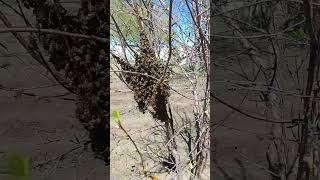 Раннее роение апрель 2026год.Apis mellifera carnica .