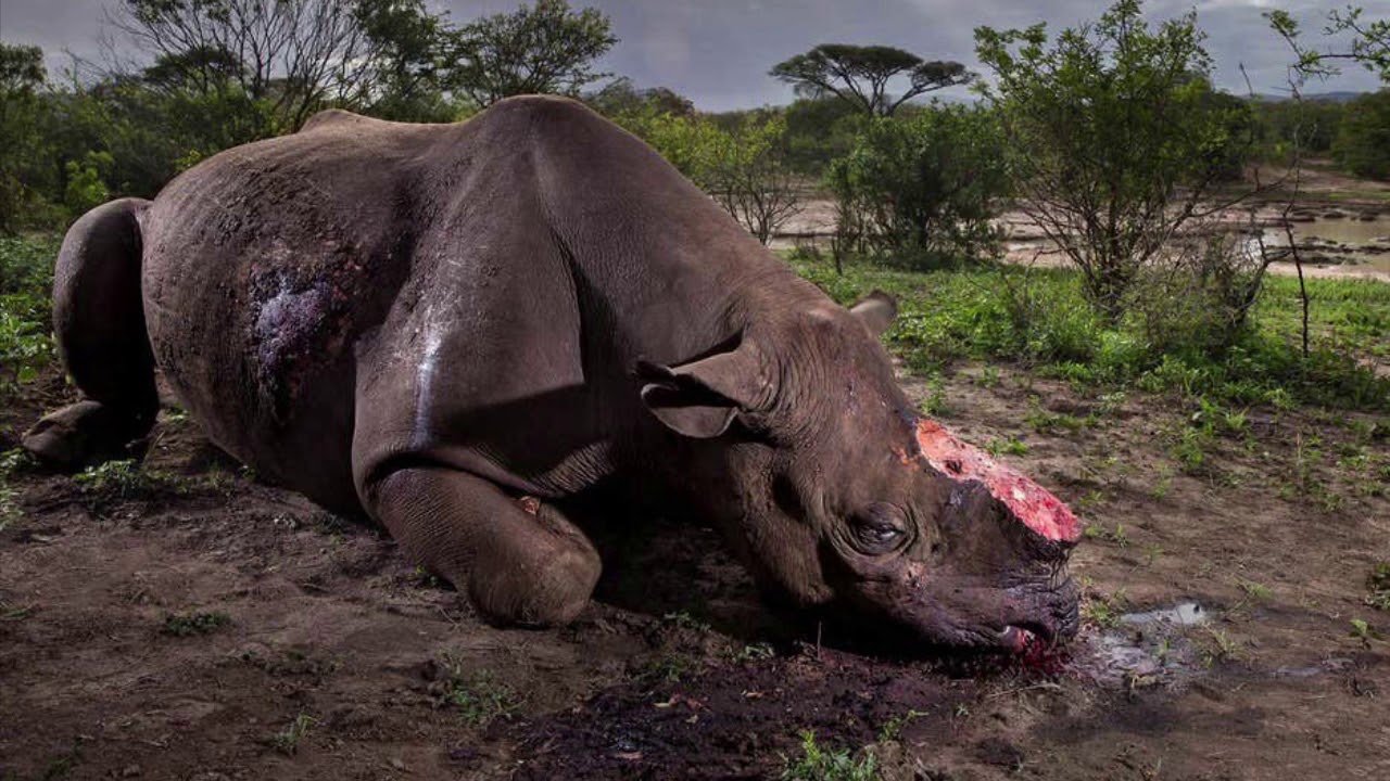 Wildlife Poaching