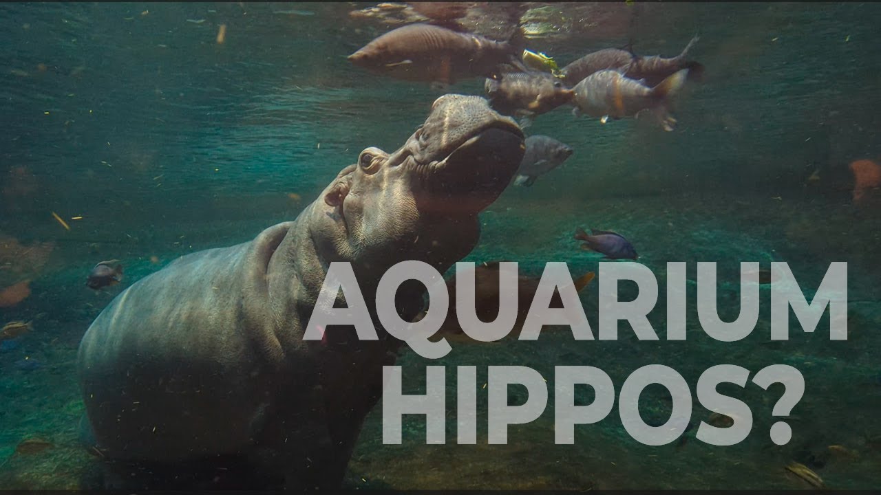 Exploring the aquarium Hippos! adventureAquarium newjersey YouTube
