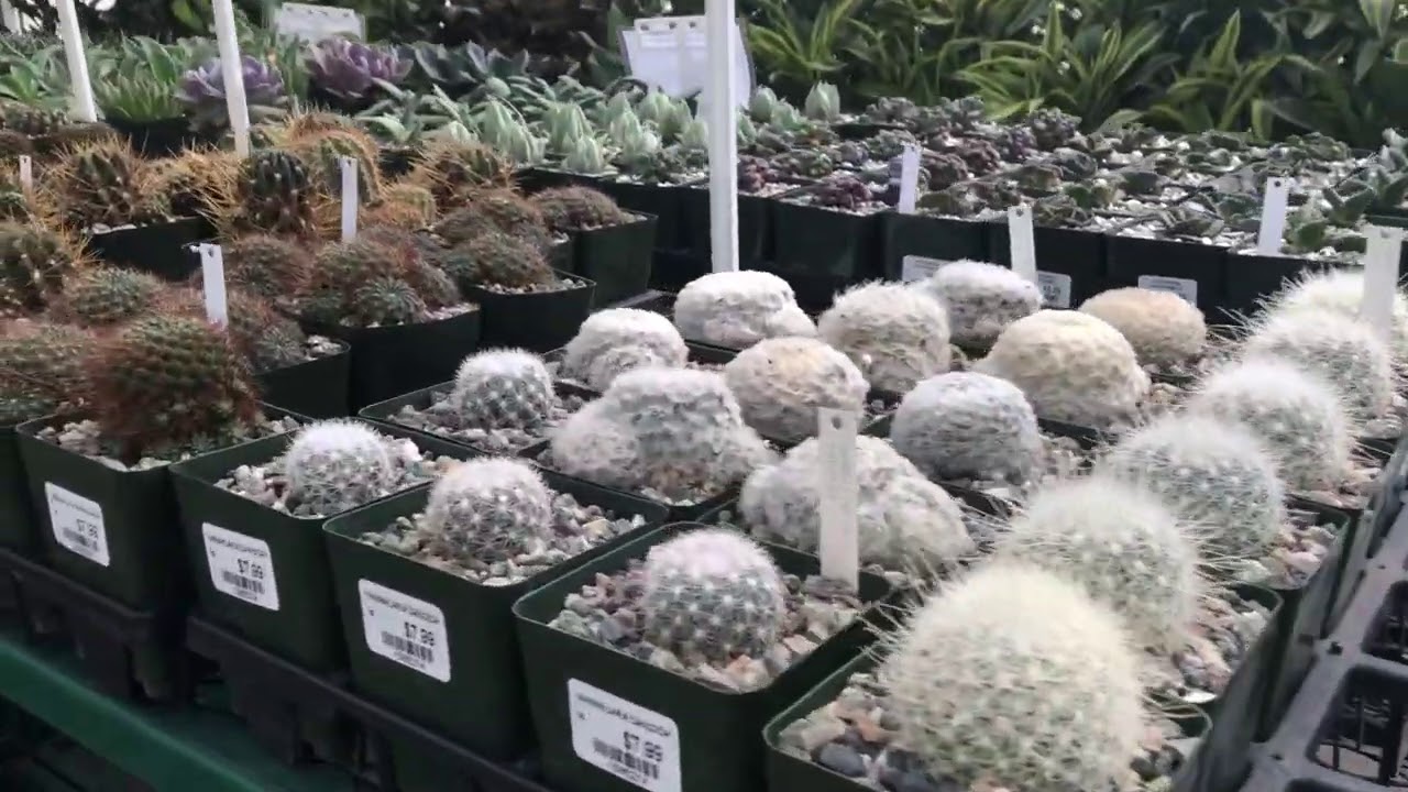 Visiting Greenland Garden Centre