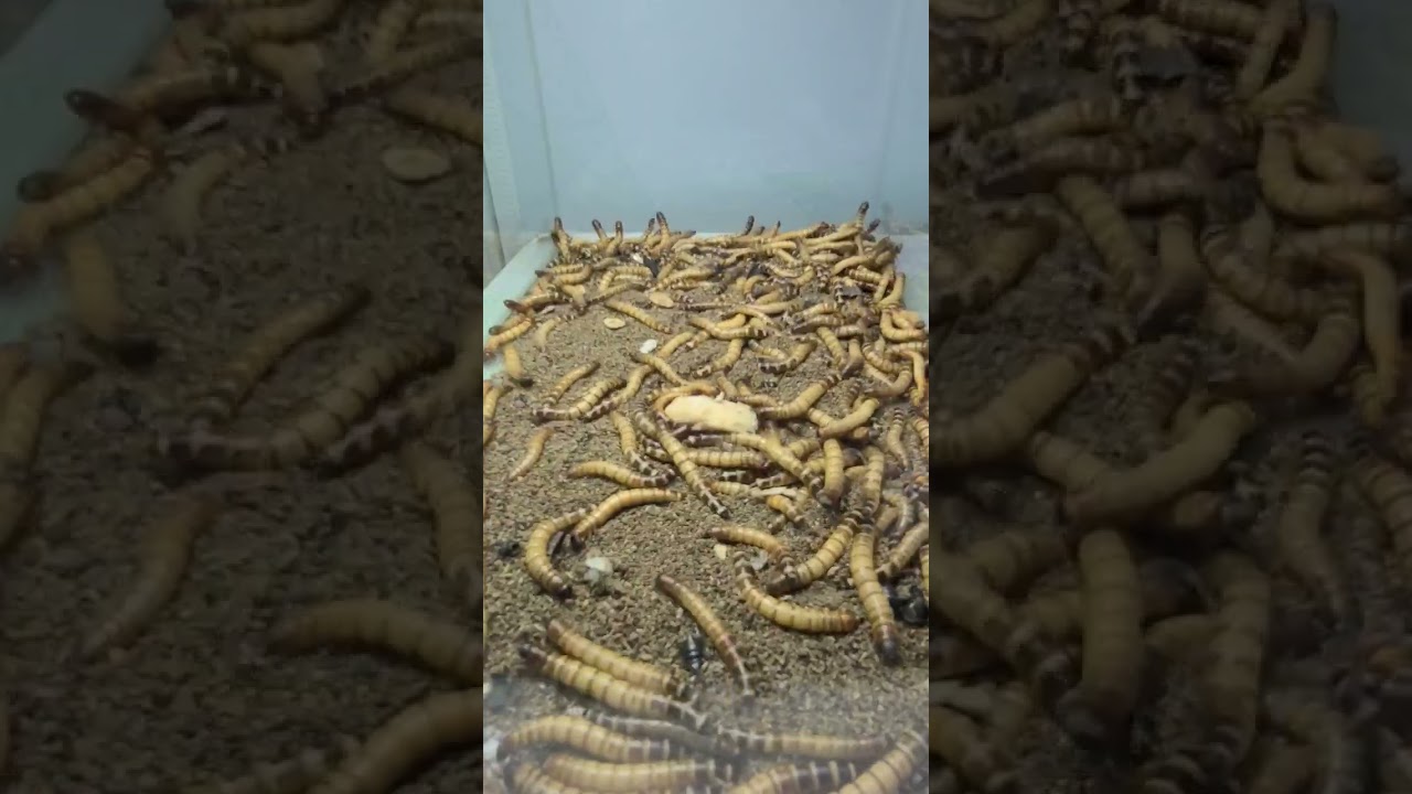 worm feed fish