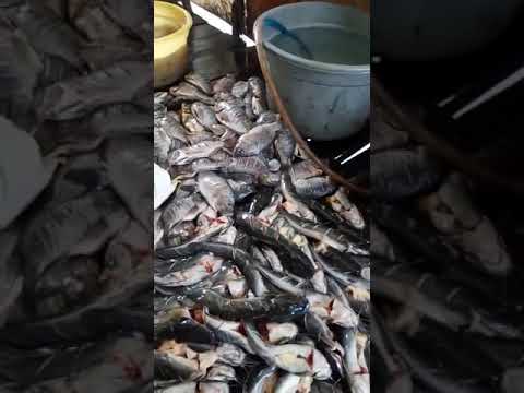 Usaha kecil kecilan - YouTube