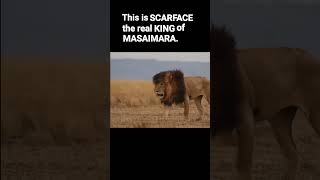 Scarface The Legend  viral youtubeshort lion phonk