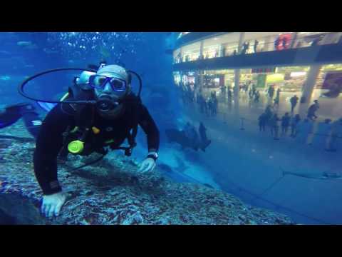 Diving with Sharks in Dubai Aquarium
