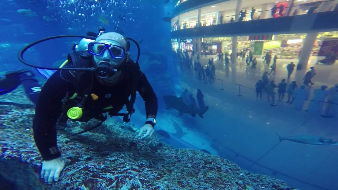 Diving with Sharks in Dubai Aquarium YouTube