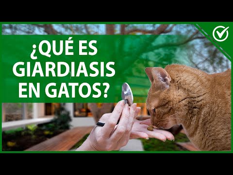 Vídeo: Giardiasis En Gatos Síntomas Y Tratamiento