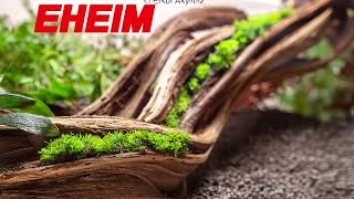 Shallow Aquascape Setup –  With Eheim Classic Vario
