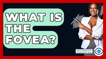 What Is The Fovea? - Optometry Knowledge Base