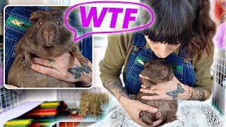 Cleaning Male Guinea Pig Sacks | Skinny Pig Coconut Bath | Nail Trims